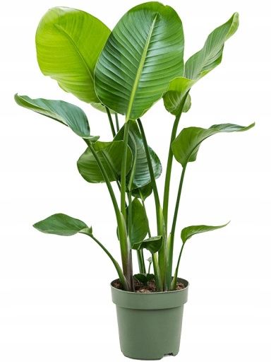 Starliçe (Strelitzia Nicolai) 2 Gövdeli 180–200 cm — Üretim Saksılı