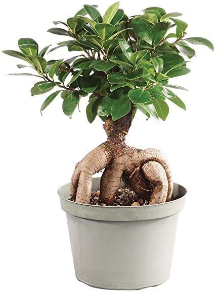 Bonsai Büyük (Ficus ginseng) Üretim Saksılı