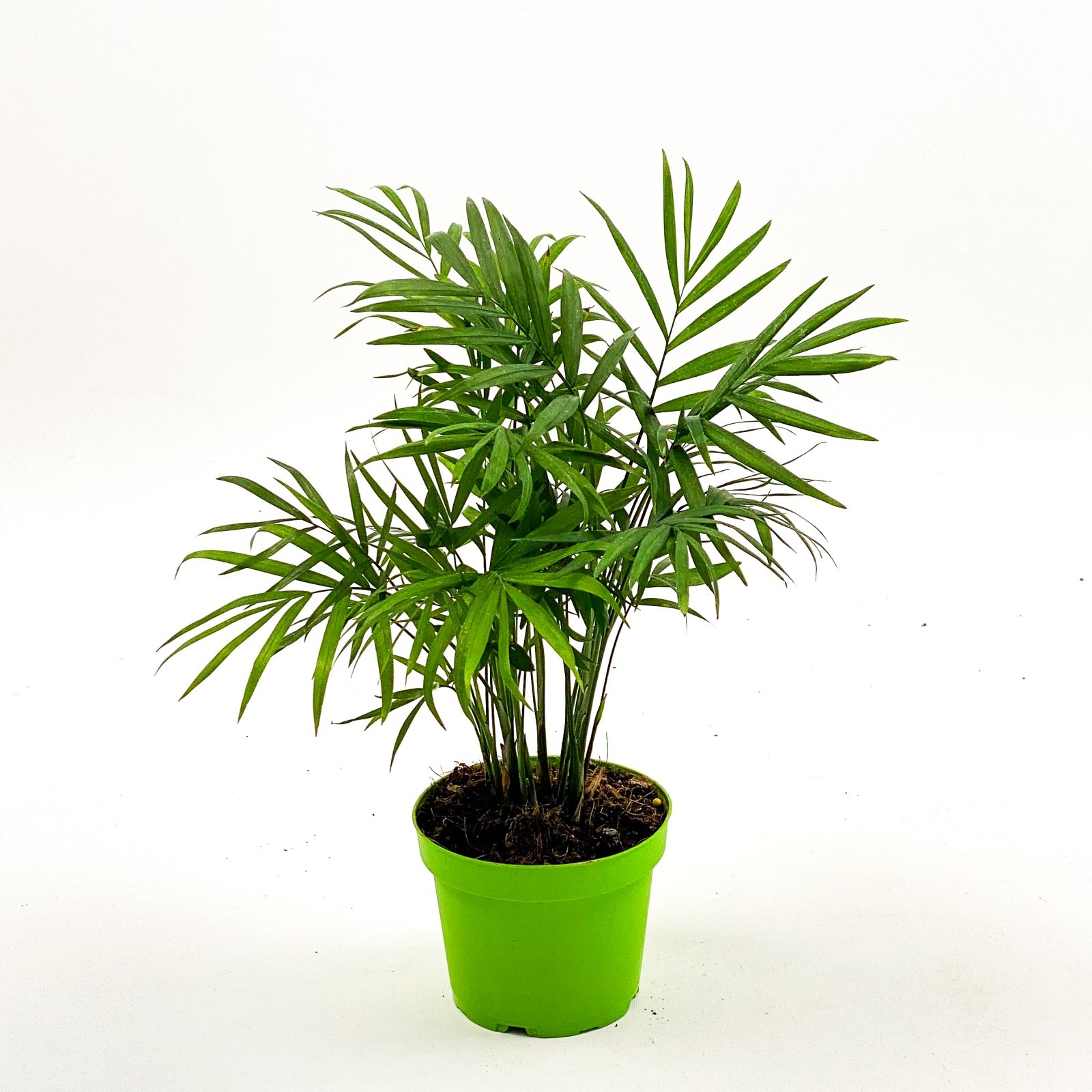 Dağ Palmiyesi Mini (Chamaedorea Elegans) 20-30 cm Üretim Saksılı