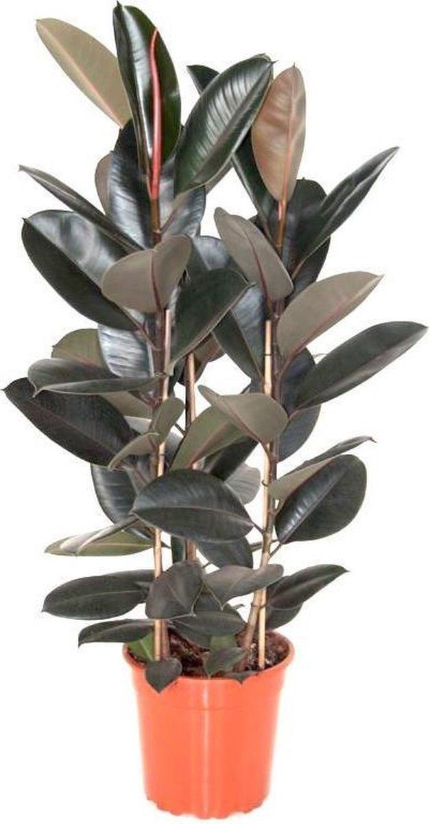 Siyah Kauçuk-Ficus elastica 70-90 cm Üretim Saksılı