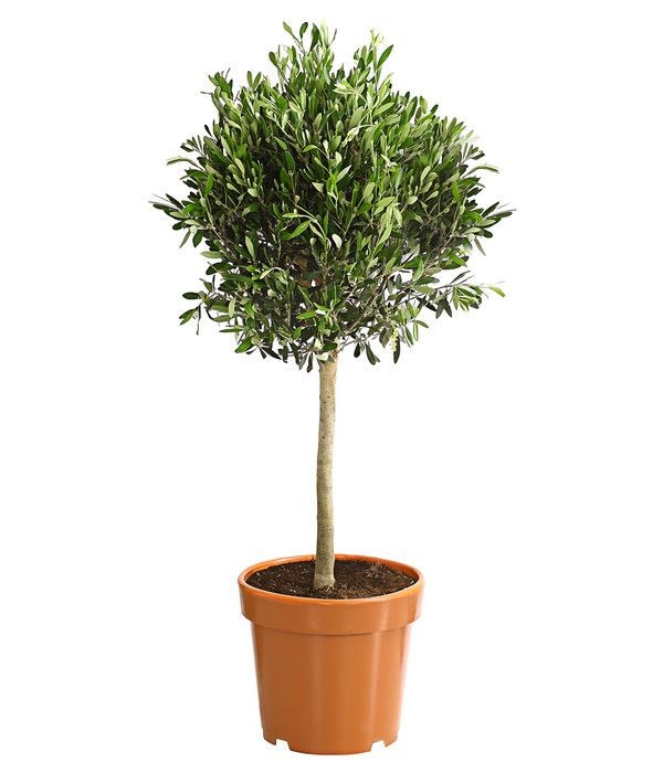 Bonsai Zeytin Ağacı - Large (Olive Tree) 60-80 cm Üretim Saksılı