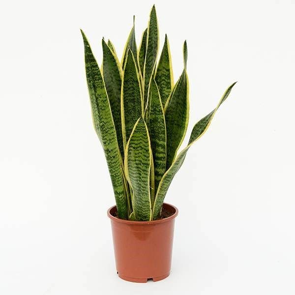 Paşa Kılıcı (Sansevieria Laurentii) XL 90-110 cm