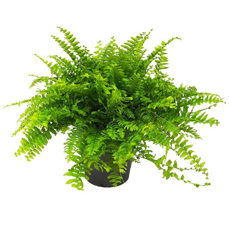 Aşk Merdiveni (Nephrolepis) Askılı Saksılı