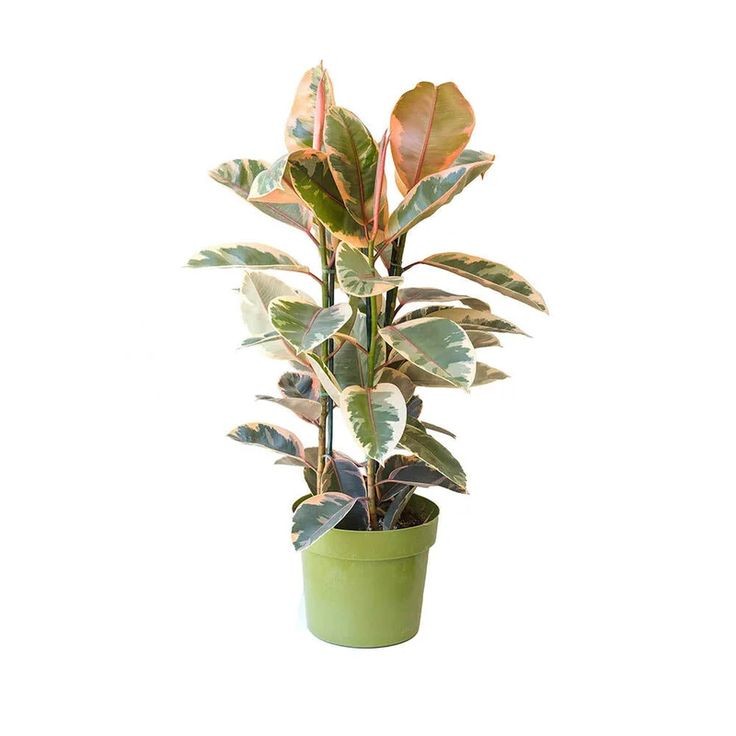 Pembe Kauçuk (Ficus elastica 'Belize') 2 Gövdeli 70-100 cm 