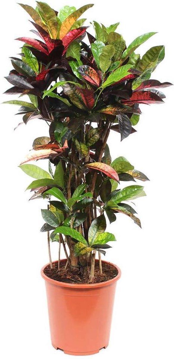 Kraton İceton XL( Croton iceton) Üretim Saksılı