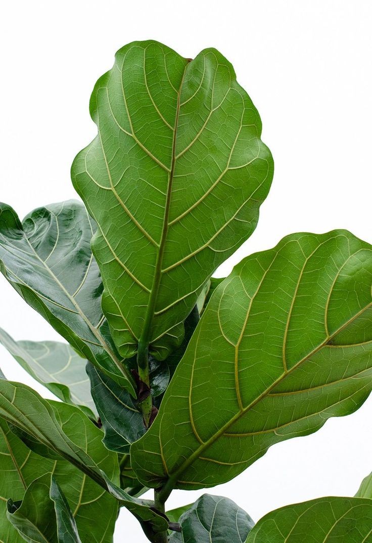 Ficus lyrata ( Keman Yapraklı Kauçuk) 70-90 cm