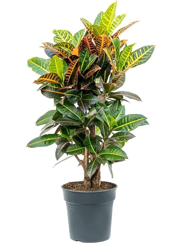Kraton (Croton Petra) 80-90 cm Üretim Saksılı