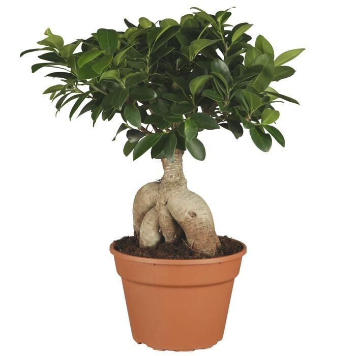 Bonsai Orta Boy 25-45 cm (Ficus Ginseng)