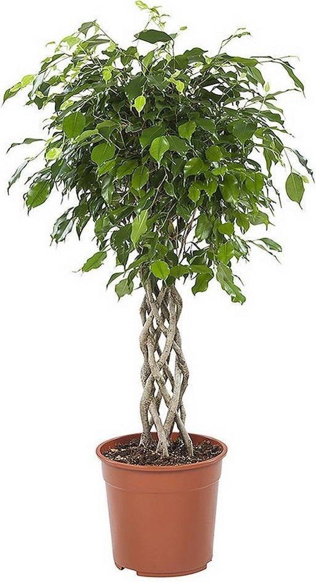 Örgülü Benjamin (Ficus Benjamina) 100-120 cm Üretim Saksılı
