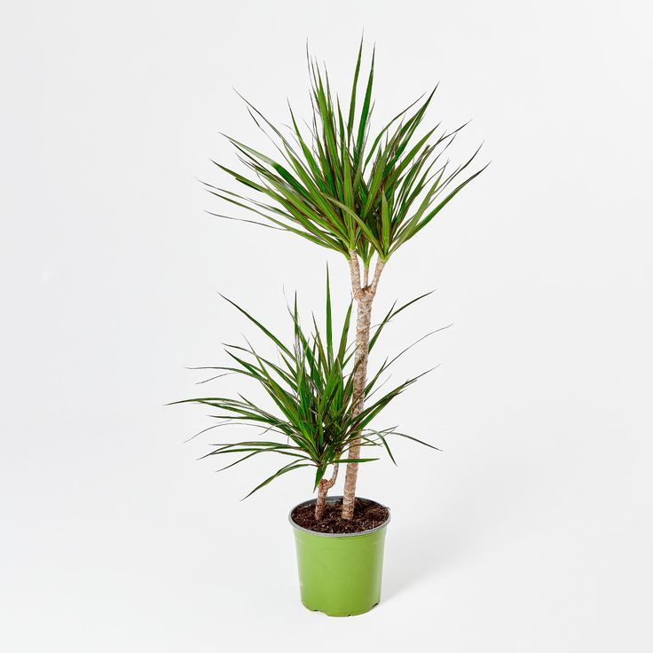 Dracaena Marginata - 2 Gövdeli 90-110 cm Üretim Saksılı