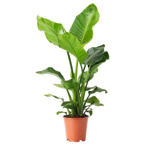 Starliçe (Strelitzia Nicolai) 60-80 cm Üretim Saksılı