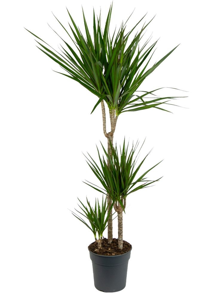 Dracaena Marginata - 3 Gövdeli 90-110 cm Üretim Saksılı
