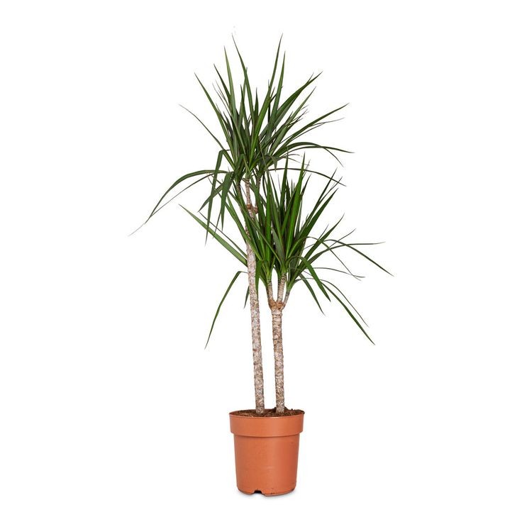 Dracaena Marginata - 2 Gövdeli 90-110 cm Üretim Saksılı