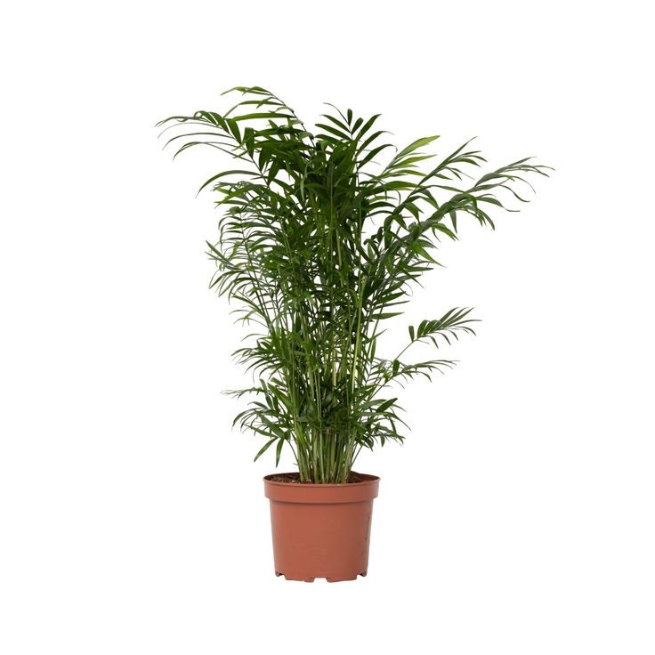 Dağ Palmiyesi (Chamaedorea Elegans) 30-40 cm Üretim Saksılı