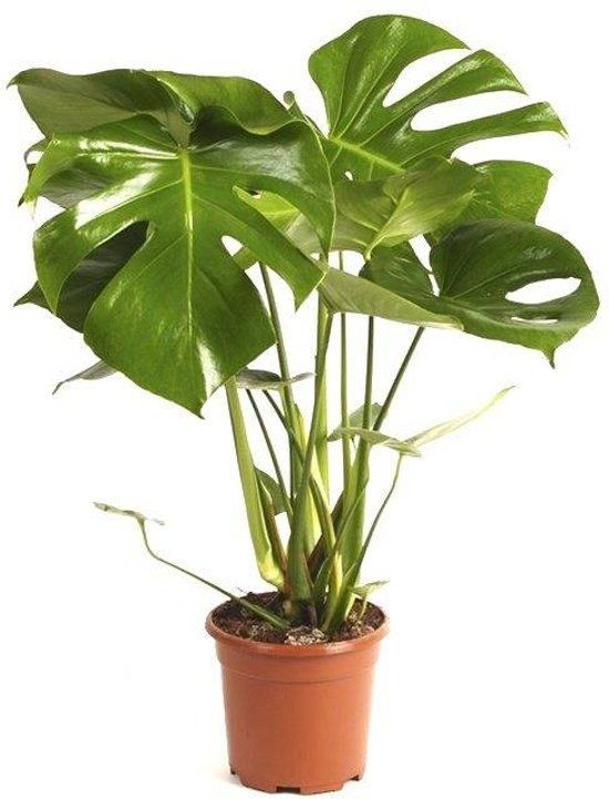 Deve Tabanı Bitkisi- Monstera Deliciosa 60-80 cm Üretim Saksılı