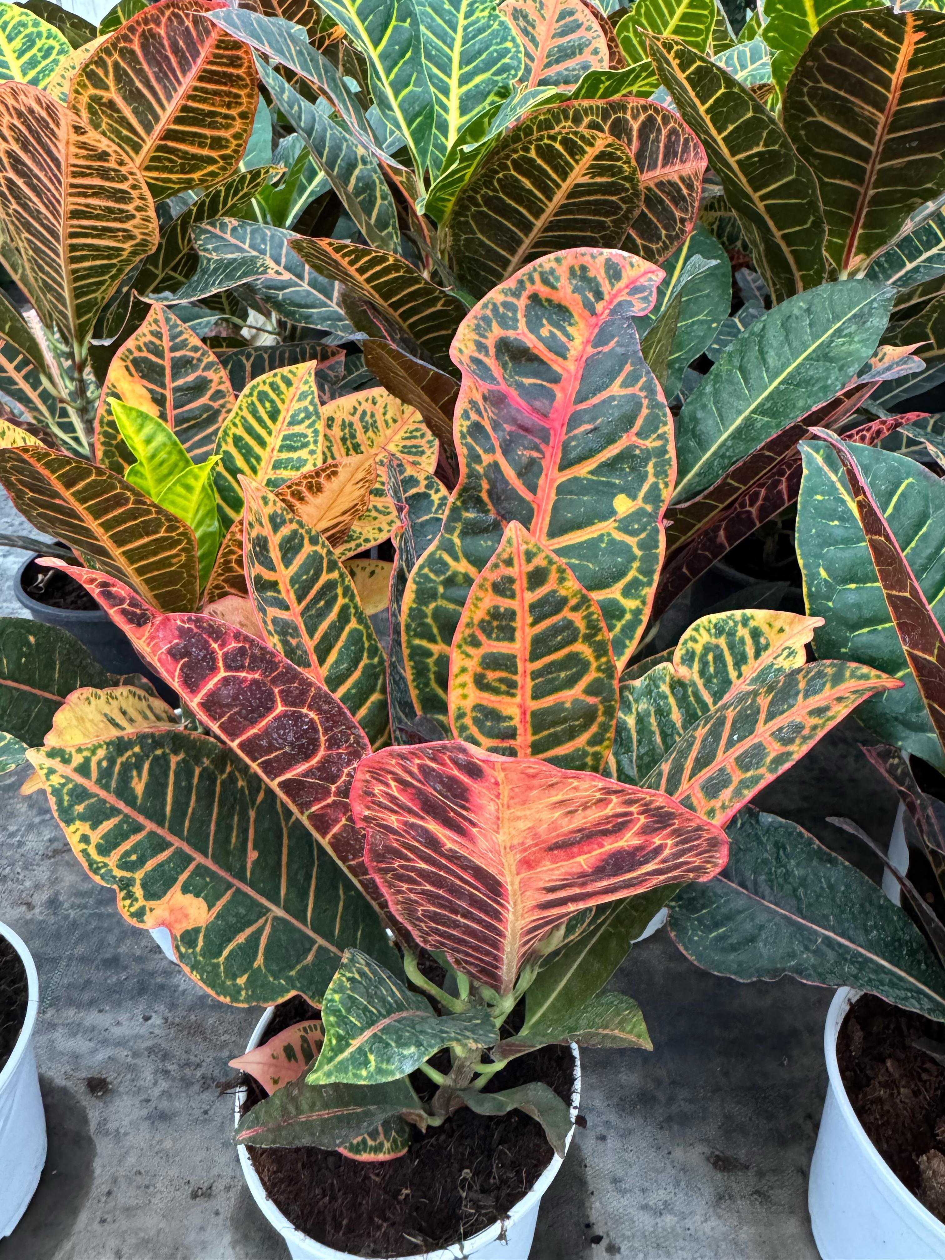 Kraton (Croton Petra) 40-60 cm Üretim Saksılı
