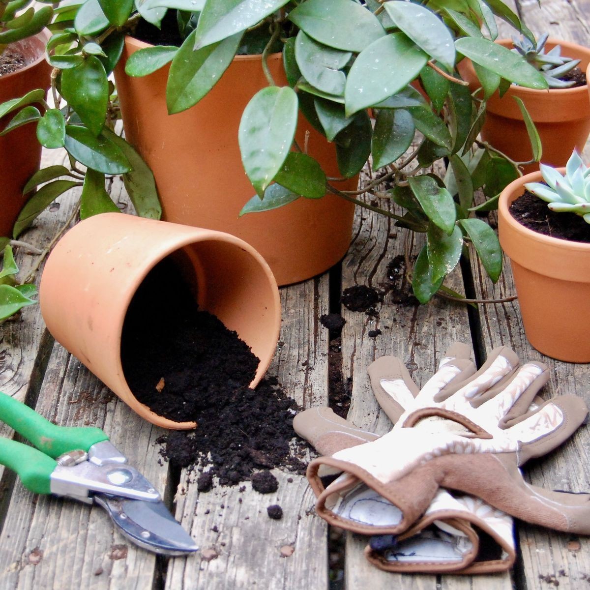 Tropikal 10 lt Bitki Toğrağı- Cocopeat Torf Karışımlı