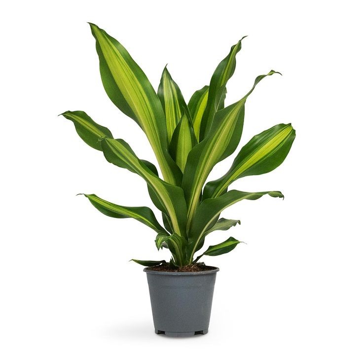 Dracaena lemon lime Tek Gövdeli 50-70 cm Üretim Saksılı