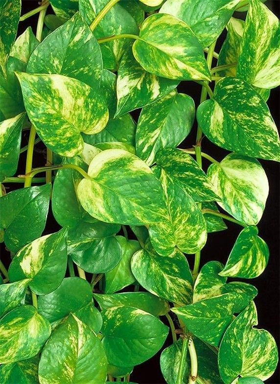 Yosun Çubuklu Patos- Epipremnum aureum 80-110 cm Üretim Saksılı