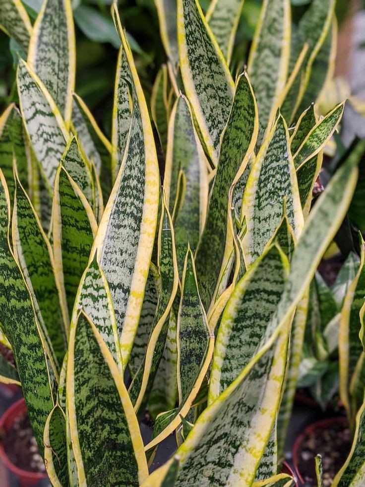 Paşa Kılıcı (Sansevieria Laurentii) XL 90-110 cm