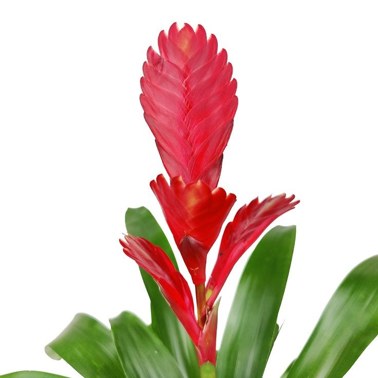 Kırmızı Alev Kılıcı Çiçeği (Viresia-Vriesea Carinata) 40-60 cm Üretim Saksılı