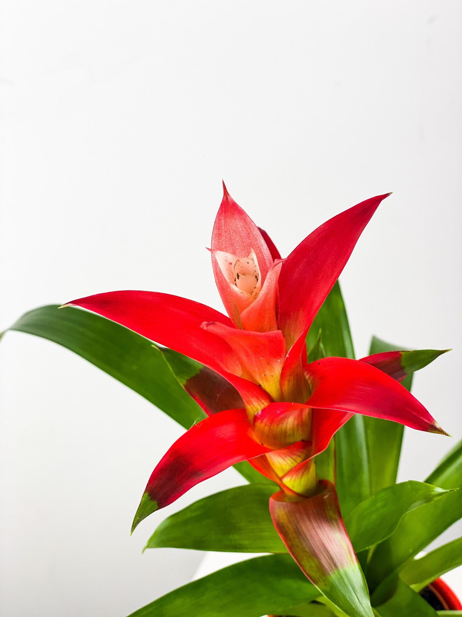 Guzmanya (Guzmania) 40-60 cm Üretim Saksılı