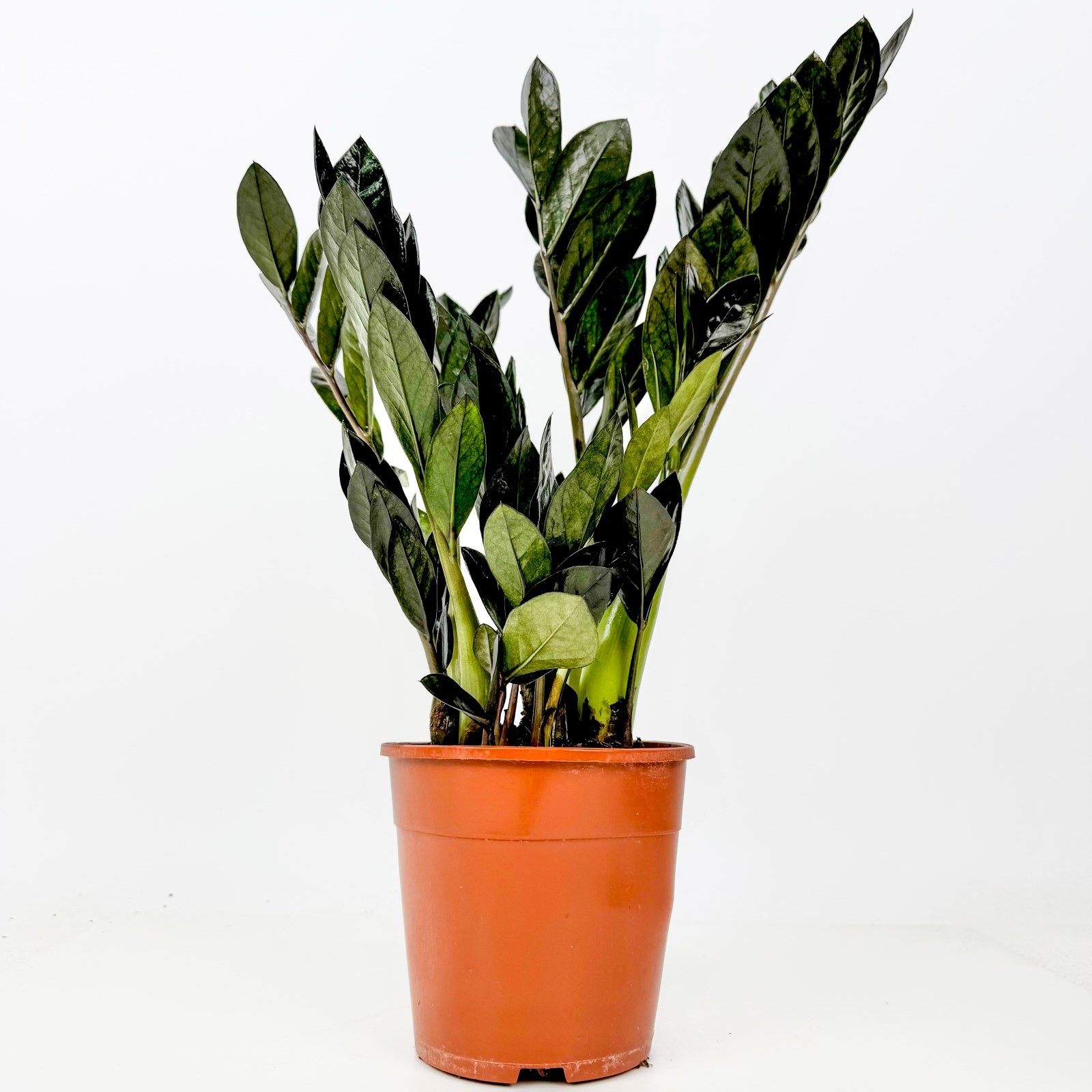 Siyah Zamia Mini (Zamioculcas Zamiifolia) 30-40 cm Üretim Saksılı
