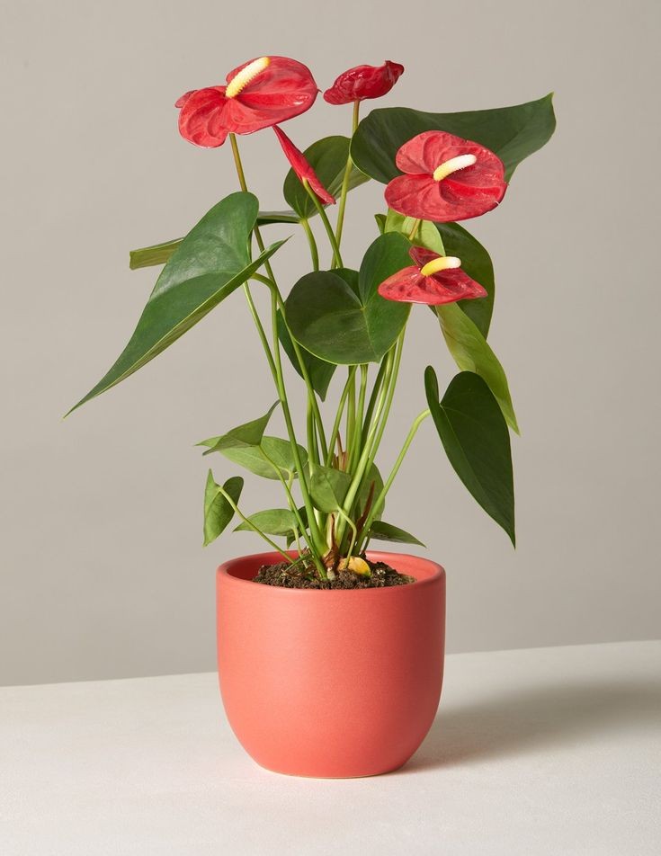 Antoryum Çiçeği (Anthurium) 60-90 cm 