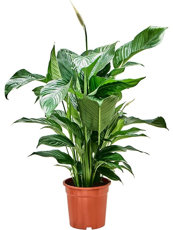 Barış Çiçeği (Spathiphyllum) 40-60 cm Üretim Saksılı