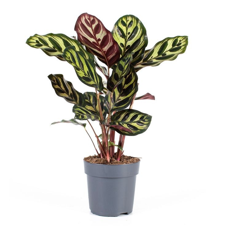 Dua Çiçeği (Calathea Makoyana) 45-50 cm Üretim Saksılı