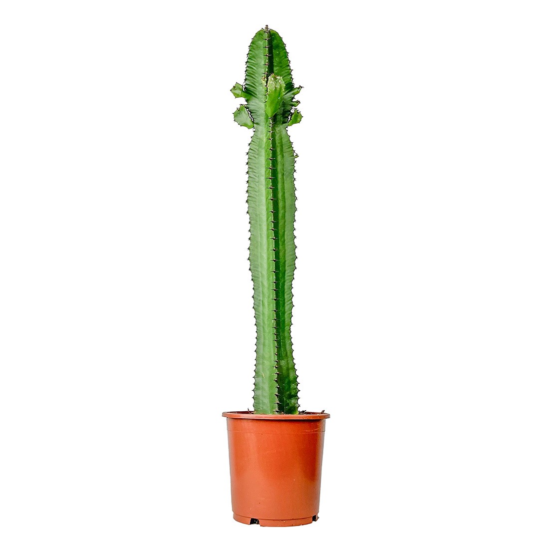 Kaktüs (Euphorbia Acrurensis) 80-100 cm Üretim Saksılı