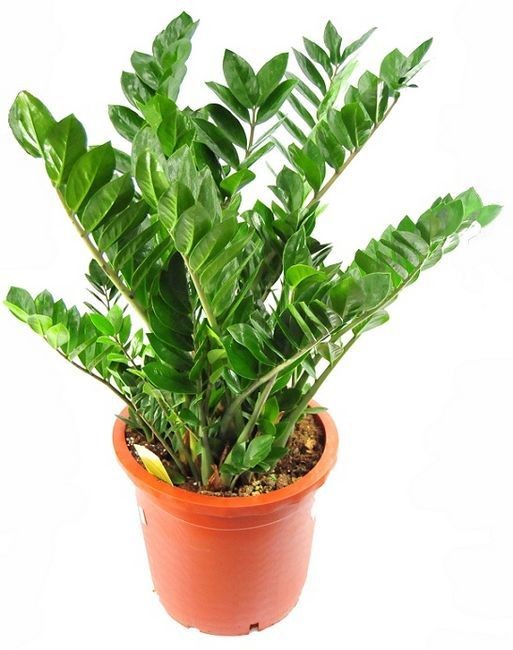 Zamia Large (Zamioculcas Zamiifolia) 80-110 cmÜretim Saksılı