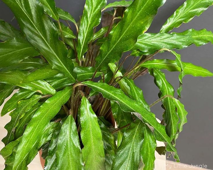 Kalatya (Calathea Rufibarba Green) 60-80 cm Üretim Saksılı