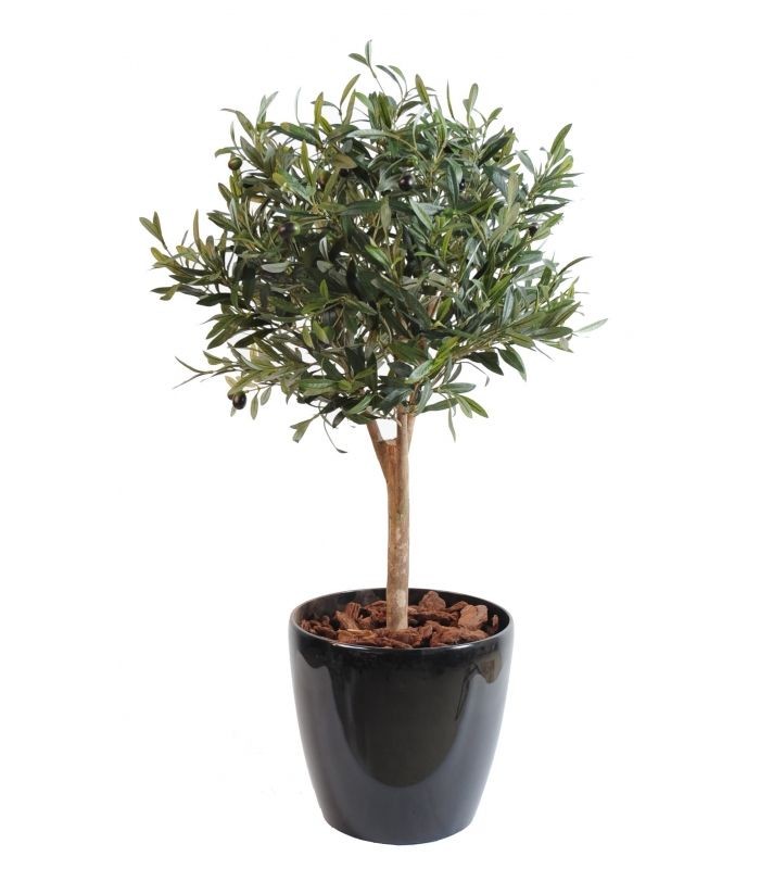 Bonsai Zeytin Ağacı - Large (Olive Tree) 60-80 cm Üretim Saksılı