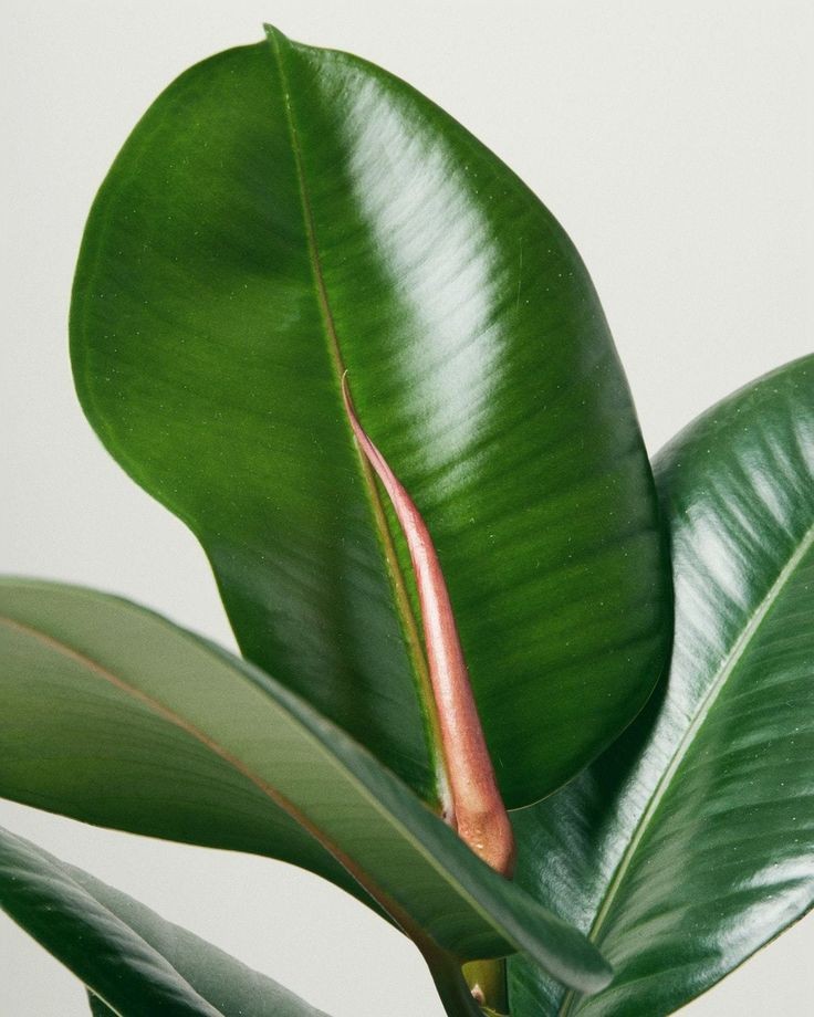 Kauçuk - 2 Gövdeli (Ficus Elastica) 80-100 cm Üretim Saksılı