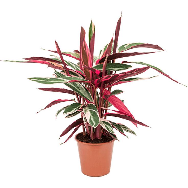 Kalatya (Calathea Triosta) 40-60 cm Üretim Saksılı