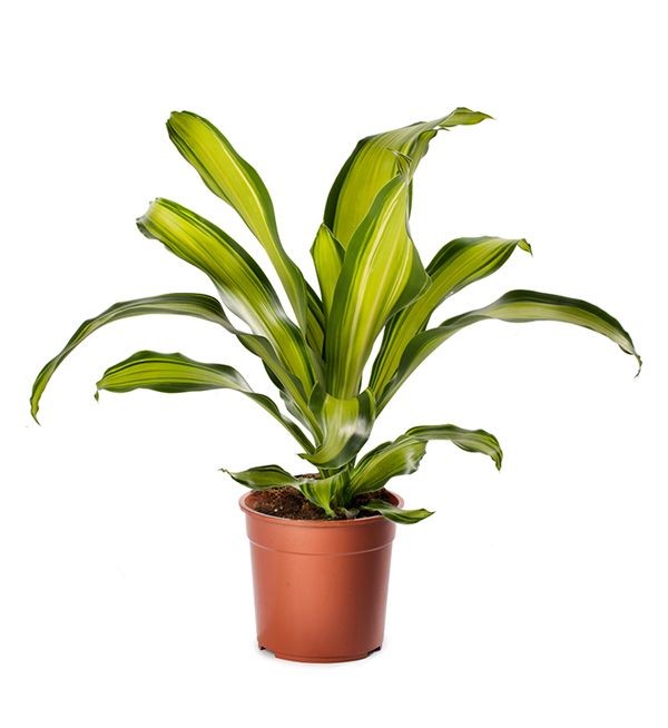 Dracaena lemon lime Tek Gövdeli 50-70 cm Üretim Saksılı