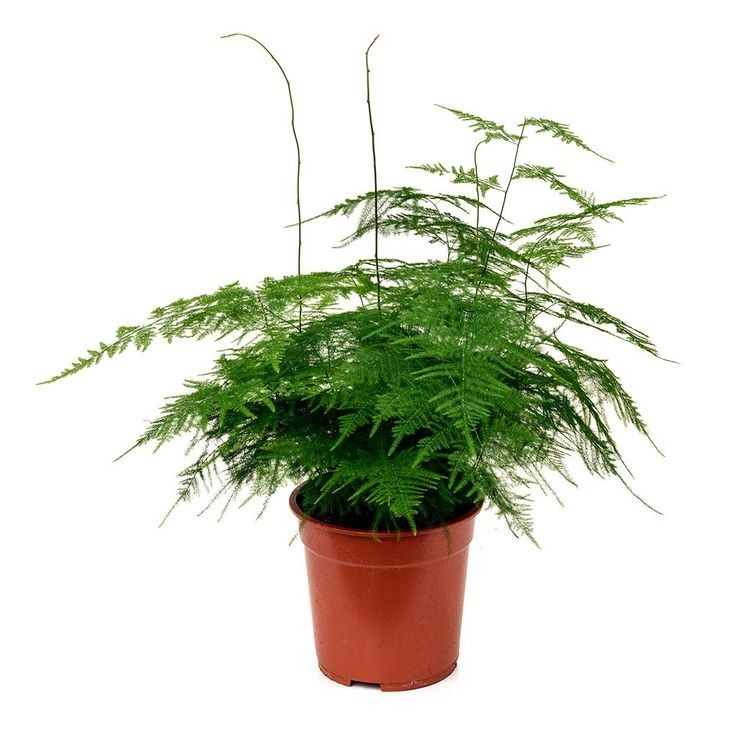 Tül Kuşkonmaz (Asparagus Setaceus) 30-40 cm Üretim Saksılı
