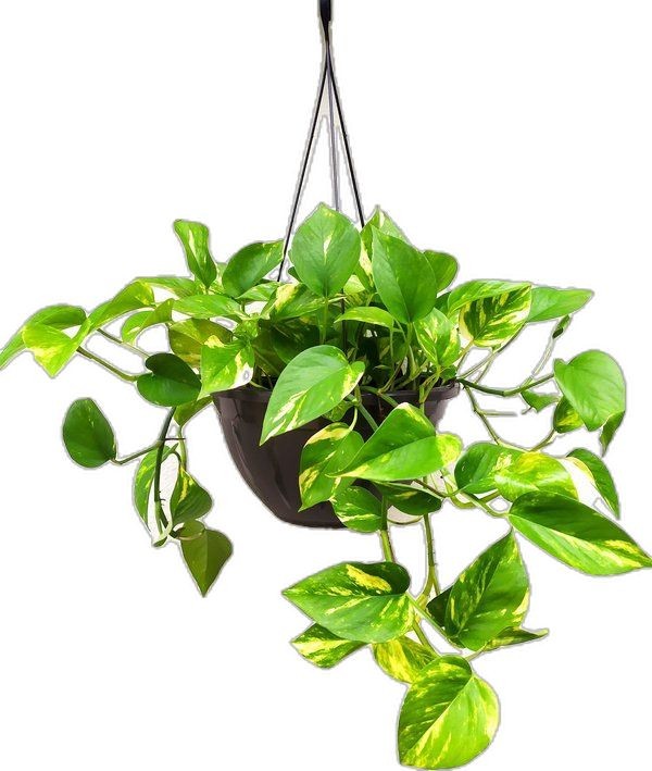 Patos Salon Sarmaşığı (Epipremnum Aureum) Askılı Saksılı
