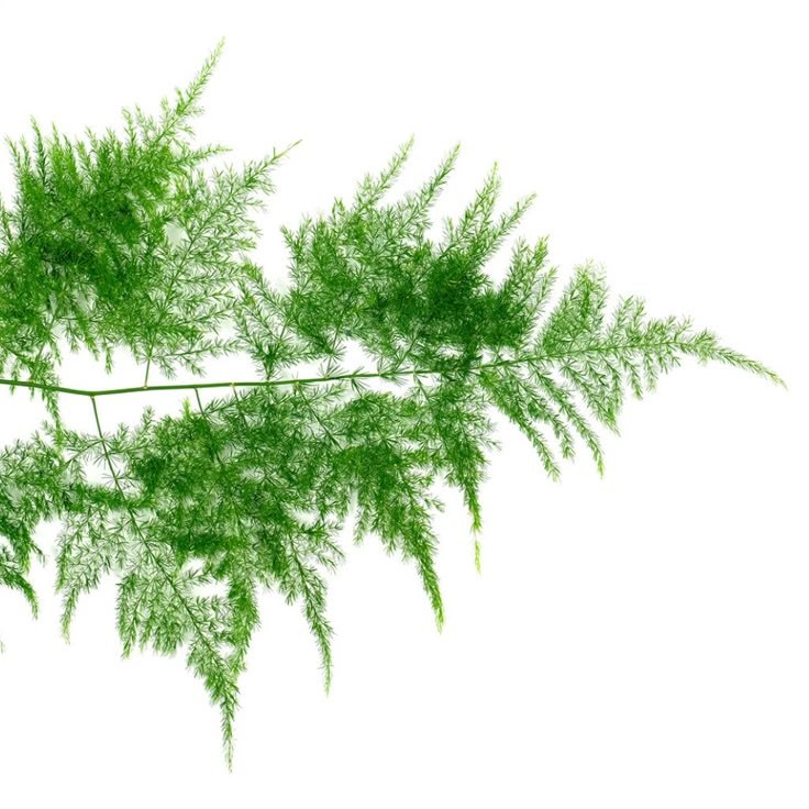 Tül Kuşkonmaz (Asparagus Setaceus) 30-40 cm Üretim Saksılı