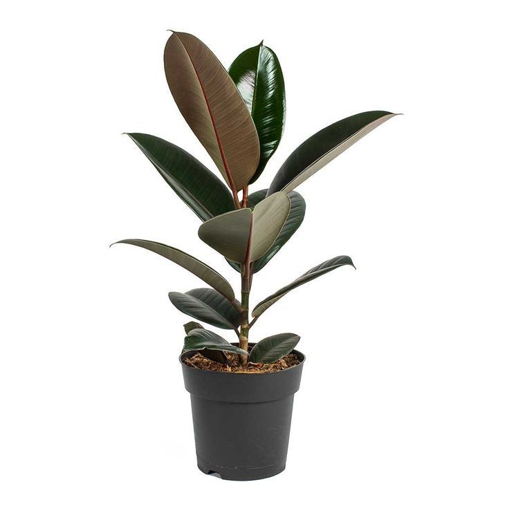 Kauçuk - (Ficus Elastica Robusta) 40-60 cm Üretim Saksılı