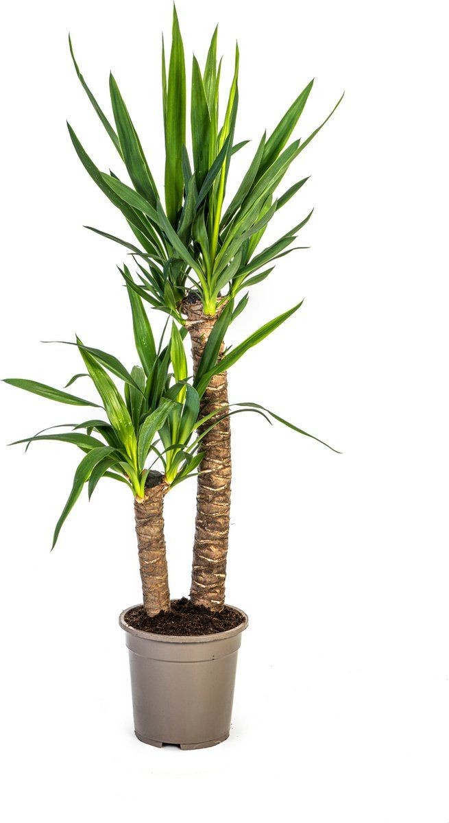 Yuka 2 Gövdeli (Yucca Massengena) 110-130 cm