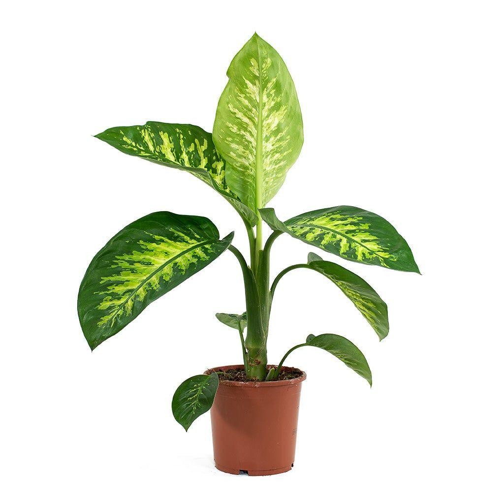 Difenbahya (Dieffenbachia Tropic Snow) 40-70 cm Üretim Saksılı