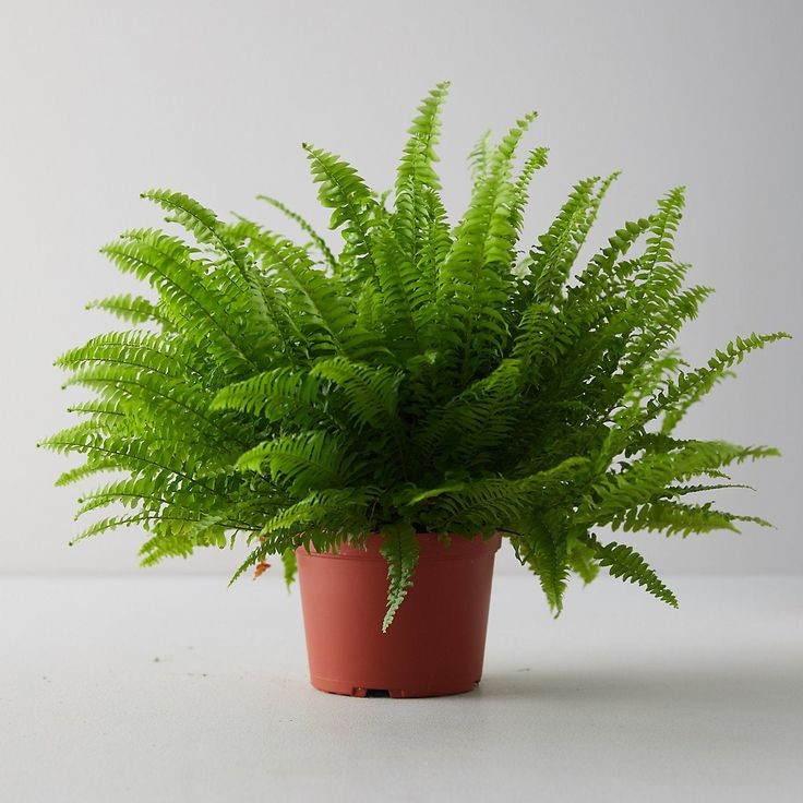 Aşk Merdiveni (Nephrolepis) Askılı Saksılı