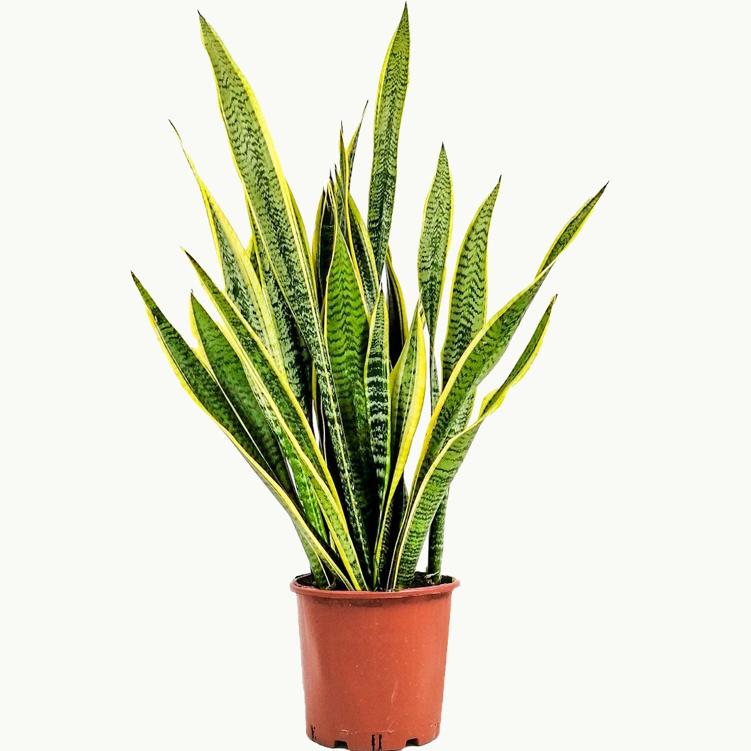 Paşa Kılıcı (Sansevieria Laurentii) XL 90-110 cm