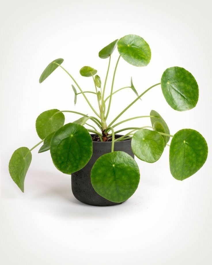 Çin Para Çiçeği (Pilea peperomides ) 