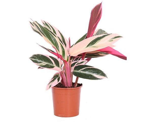Kalatya (Calathea Triosta) 40-60 cm Üretim Saksılı