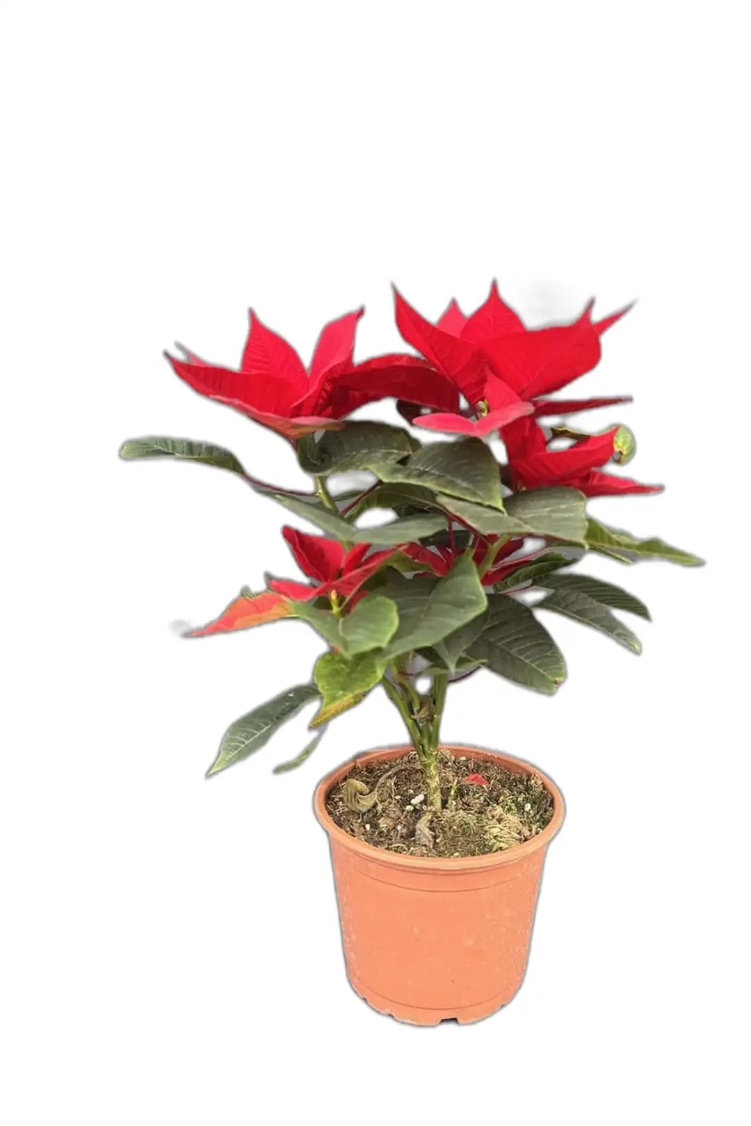 Atatürk Çiçeği-Poinsettia-30-40 cm Ev Bitkisi Ofis Bitkisi Salon Bitkisi Hediye Bİtki