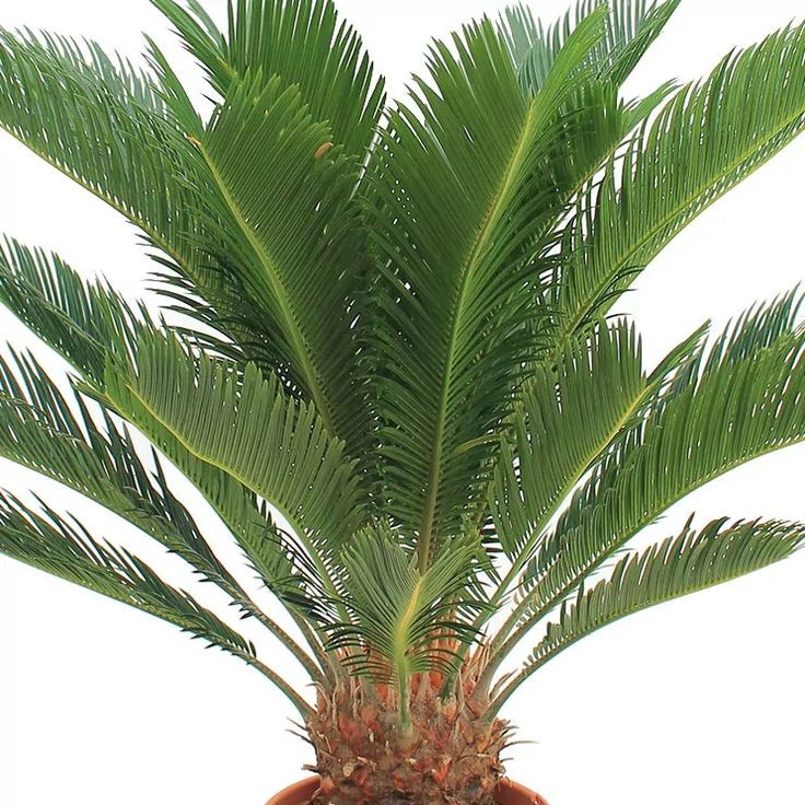 Sikas Bitkisi (Japon Sago Palmiyesi - Cycas Revoluta) 80-90 cm Üretim Saksılı