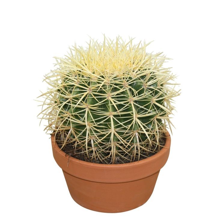 Ekinoks Kaktüs (Echinocactus Grusonii) Küçük